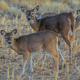 Illustration for article titled Did Your Pickup-Artist Coach Teach You Stuff That Works Better On Deer?